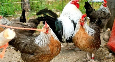 Kolik let žije kuře doma a co ovlivňuje toto období